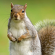 Image for article titled Squirrel Can’t Wait To Ruin Man’s Day By Running In Front Of Car And Getting Killed